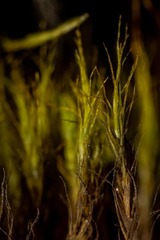 Flexitrichum flexicaule