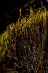 Flexitrichum flexicaule