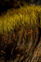 Flexitrichum flexicaule