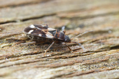Scolopostethus pacificus
