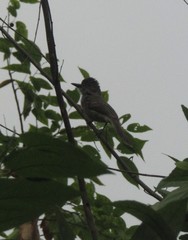 Myiarchus ferox