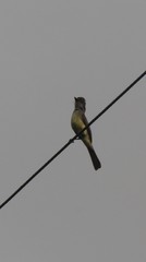 Myiarchus ferox