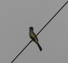 Myiarchus ferox