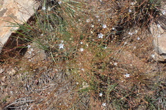 Wahlenbergia albens