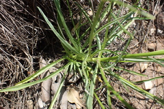 Wahlenbergia albens