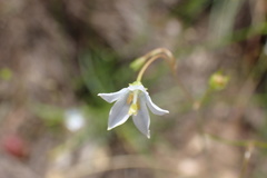 Wahlenbergia albens