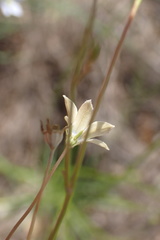 Wahlenbergia albens