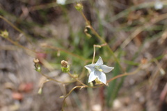 Wahlenbergia albens