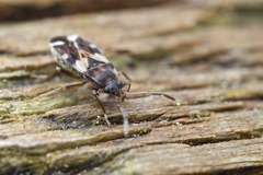 Scolopostethus pacificus