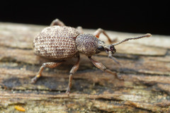 Otiorhynchus singularis