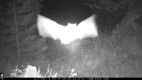 Little Brown Bat photographed in Alaska