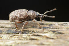 Otiorhynchus singularis