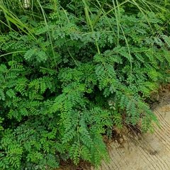 Indigofera tinctoria