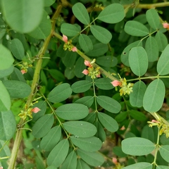 Indigofera tinctoria