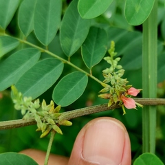 Indigofera tinctoria