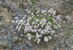 Asperula supina