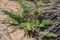 Cheilanthes hirta