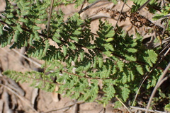 Cheilanthes hirta