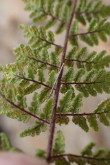 Cheilanthes hirta