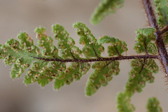 Cheilanthes hirta