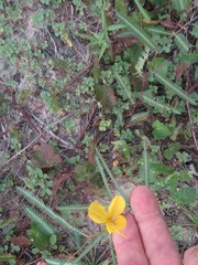 Chamaecrista flexuosa