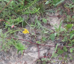 Chamaecrista flexuosa