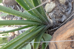 Aloe verecunda