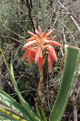 Aloe verecunda