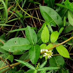 Derris trifoliata
