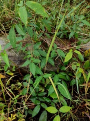 Derris trifoliata