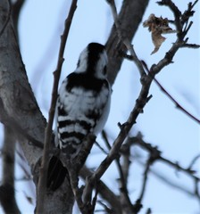 Dryobates minor kamtschatkensis