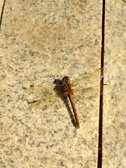 Sympetrum