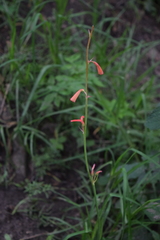 Polianthes geminiflora