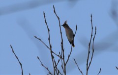 Bombycilla garrulus garrulus