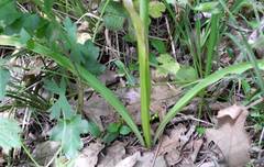 Allium siculum dioscoridis