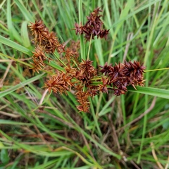 Cyperus javanicus