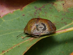 Solenotichus circuliferus