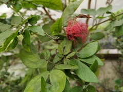Calliandra tergemina emarginata