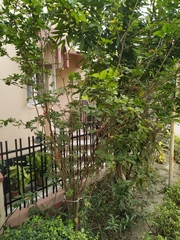 Calliandra tergemina emarginata