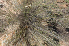 Aristida transvaalensis