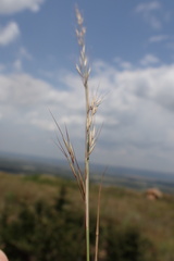 Aristida transvaalensis
