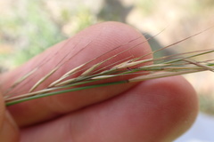 Aristida transvaalensis