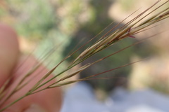Aristida transvaalensis
