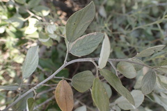 Rhynchosia nitens