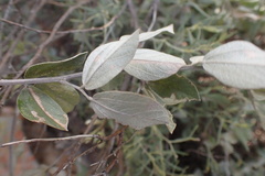 Rhynchosia nitens