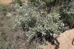 Rhynchosia nitens
