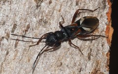 Daerlac cephalotes