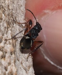 Daerlac cephalotes