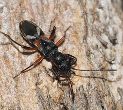 Daerlac cephalotes