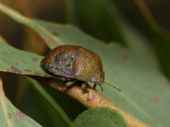 Solenotichus circuliferus